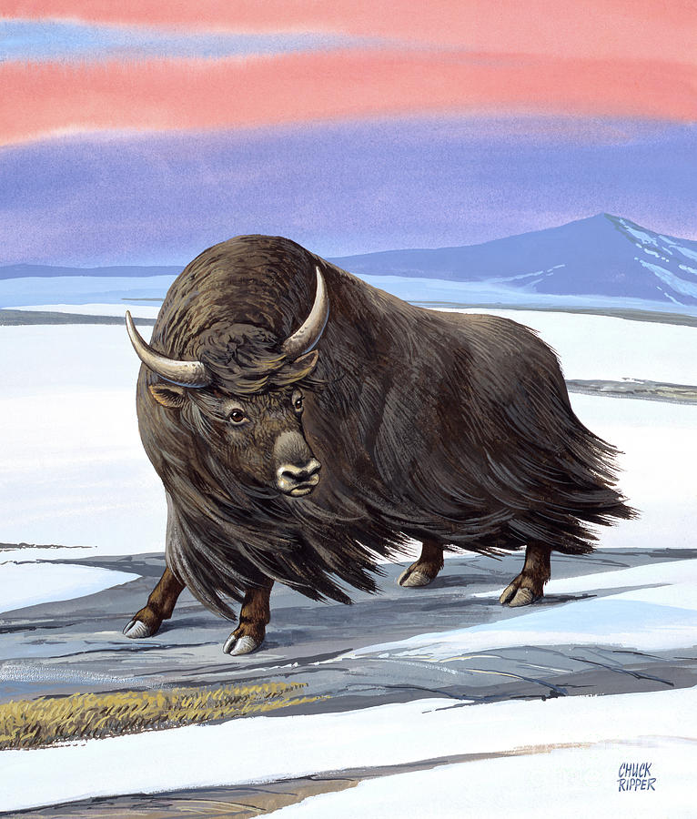 Wild Yak Painting by Chuck Ripper
