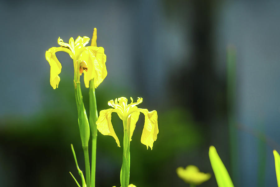 Wild Yellow Flag Iris In A Pond With Diffused Background Photograph
