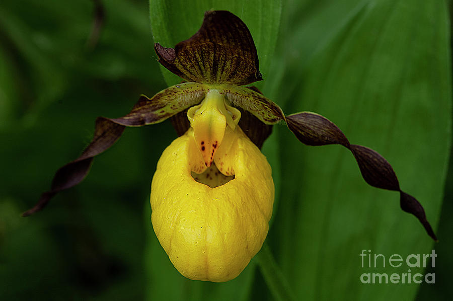 Wild Yellow Lady-Slipper Orchid Photograph by Bob Christopher