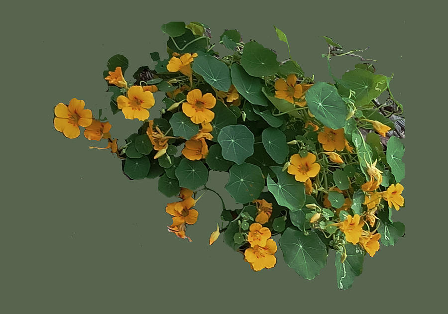 Wild Yellow Nasturtium Digital Art by Asok Mukhopadhyay
