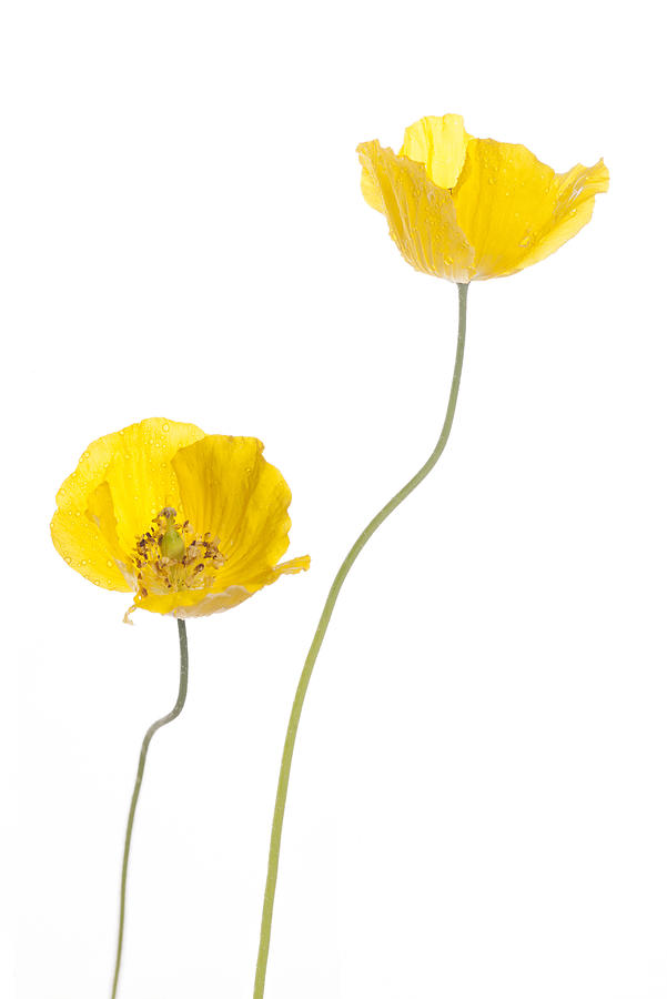 Wild Yellow Poppies Photograph by Chrisbrignell