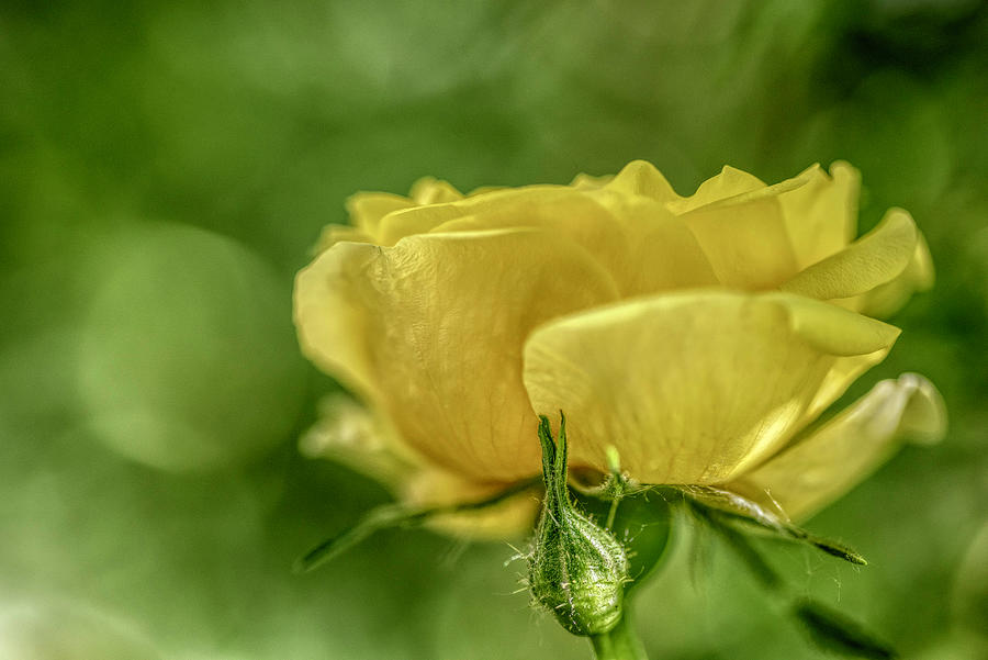 Wild Yellow Rose Photograph by Pamela Dunn-Parrish