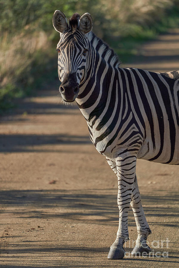 Wild Zebra Photograph by Brian Kamprath