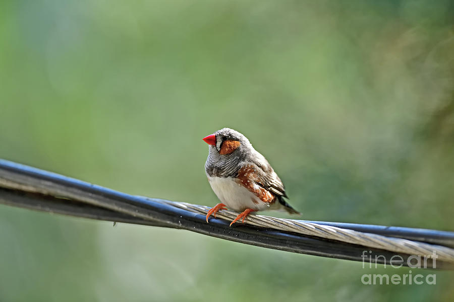Wild Zebra Finch Photograph by Amazing Action Photo Video