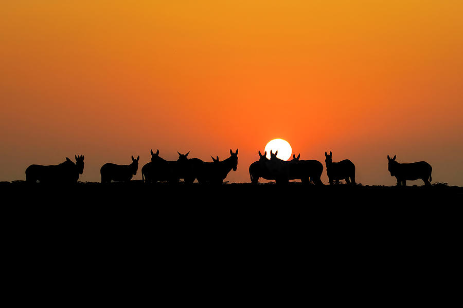 Wildass in Sunset Photograph by Ramabhadran Thirupattur