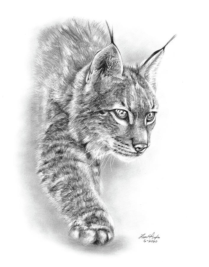Wildcat Drawing by Lena Auxier