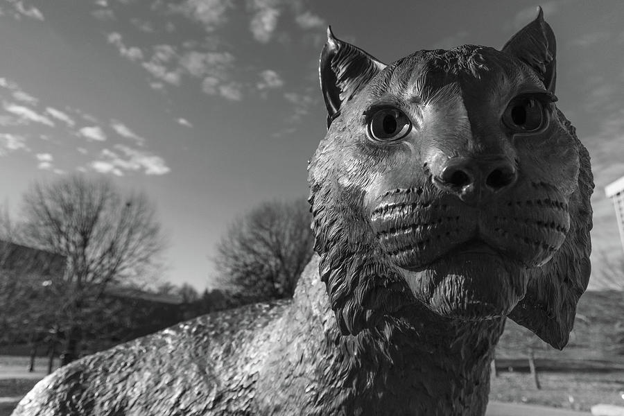 Wildcat statue at the University of Kentucky in black and white Photograph by Eldon McGraw