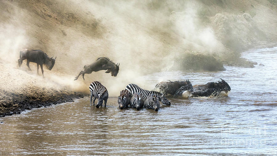  Wildebeest and zebra cross the Mara River during the annual gre Photograph by Jane Rix