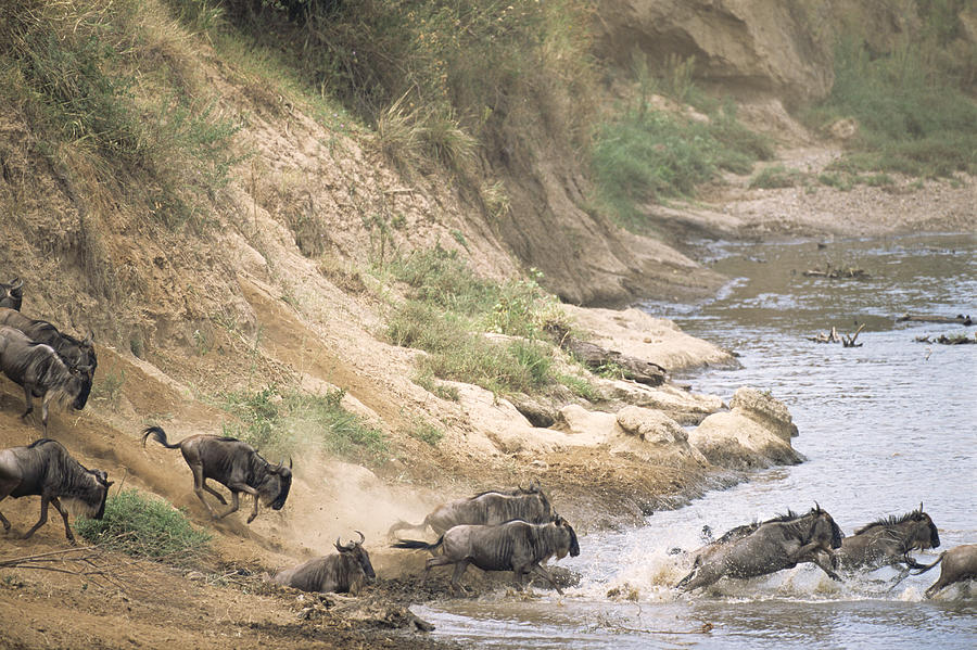 Wildebeest crossing Mara River Photograph by James Warwick