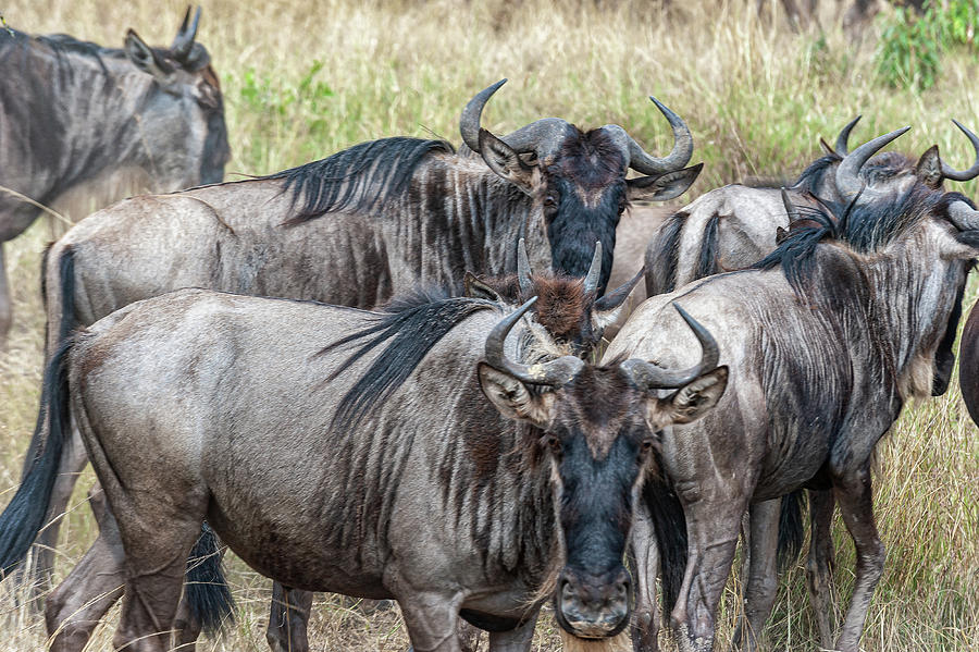 Wildlife Photograph - Wildebeest Faceoff by Riley