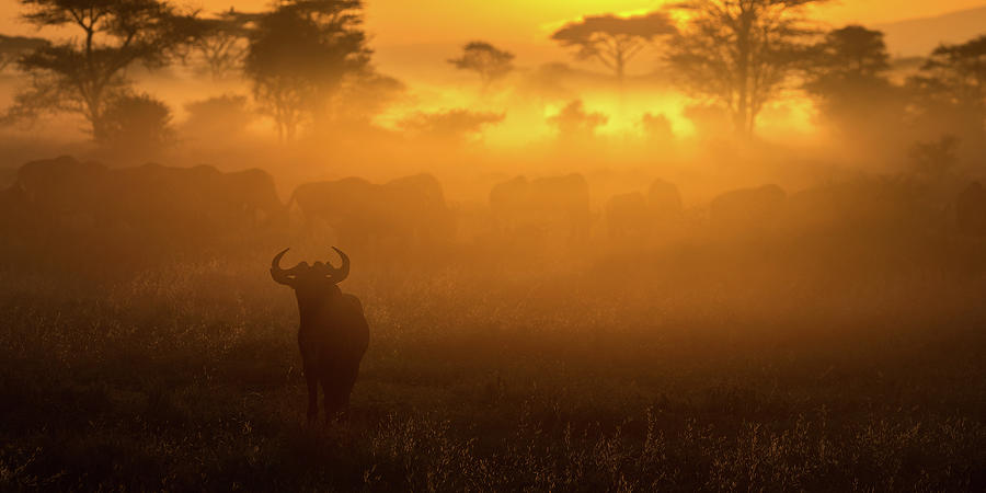 Wildebeest Herd at Dawn Photograph by Max Waugh