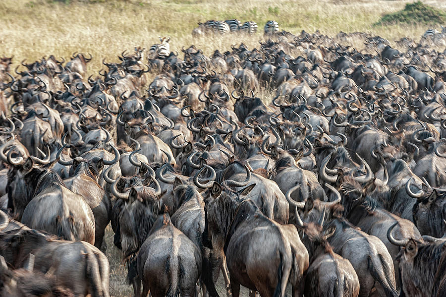 Wildlife Photograph - Wildebeest Herd - Rear view by Riley