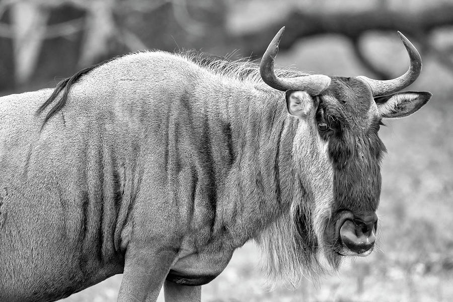 Wildebeest II Photograph