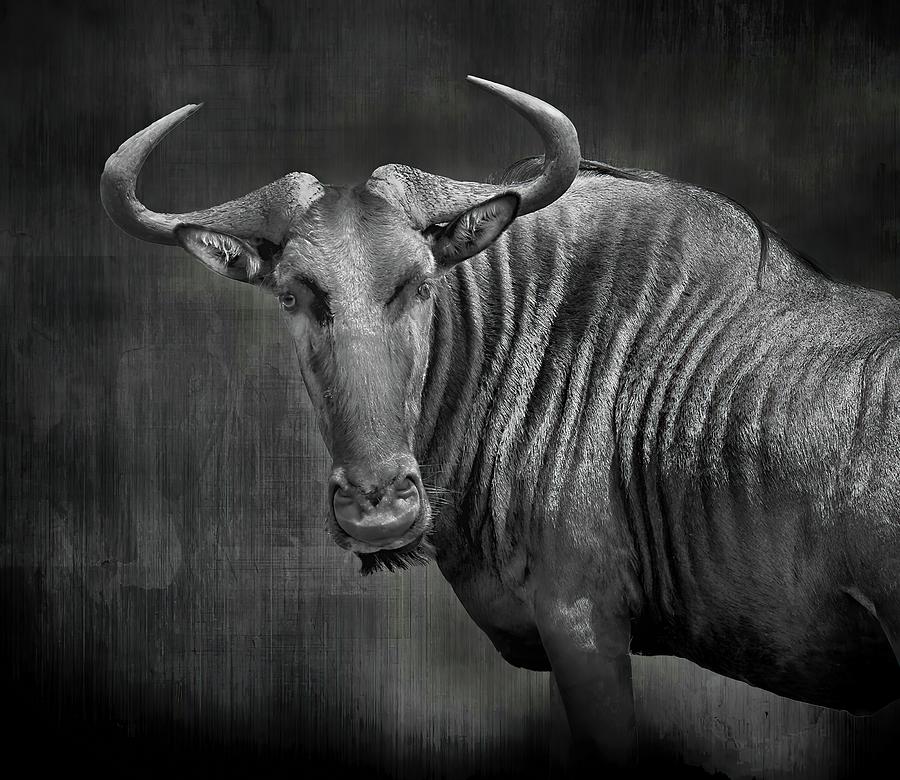 Wildebeest in Black and White Photograph by Rebecca Herranen