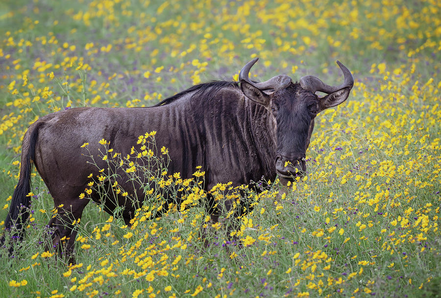 Wildebeest in the Flowers Tanzania Africa Photograph by Joan Carroll