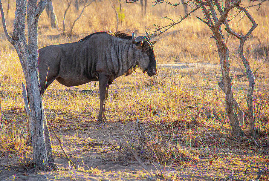 Wildebeest In The Morning African Wilderness Photograph