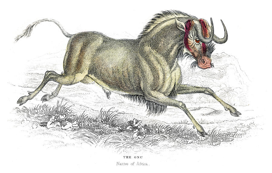 Wildebeest lithograph 1884 Drawing by Thepalmer