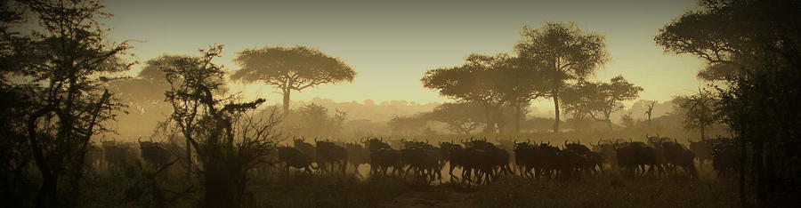 Wildebeest Migration Photograph by Gene Taylor