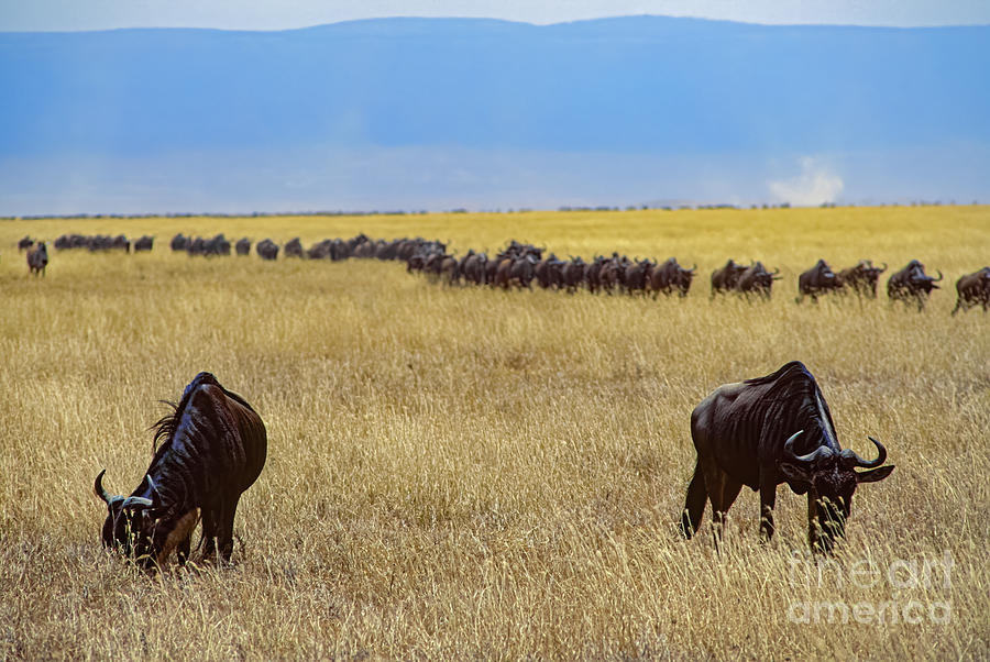 Wildebeest Photograph - Wildebeest Side By Side by Don Schimmel