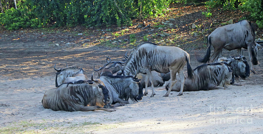 Wildebeests at Animal Kingdom 2125 Photograph by Jack Schultz