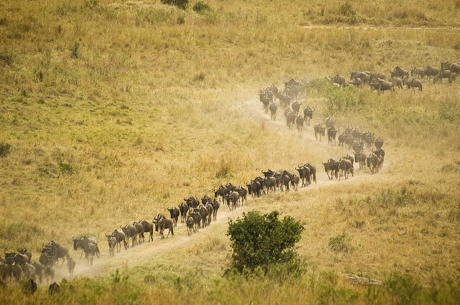 Wildebeests migration Photograph by Elosoenpersona Photo