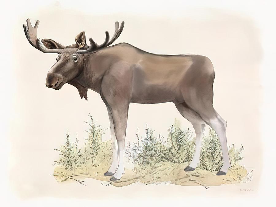 Wilderness Collection Moose Drawing by DHBubble - Fine Art America