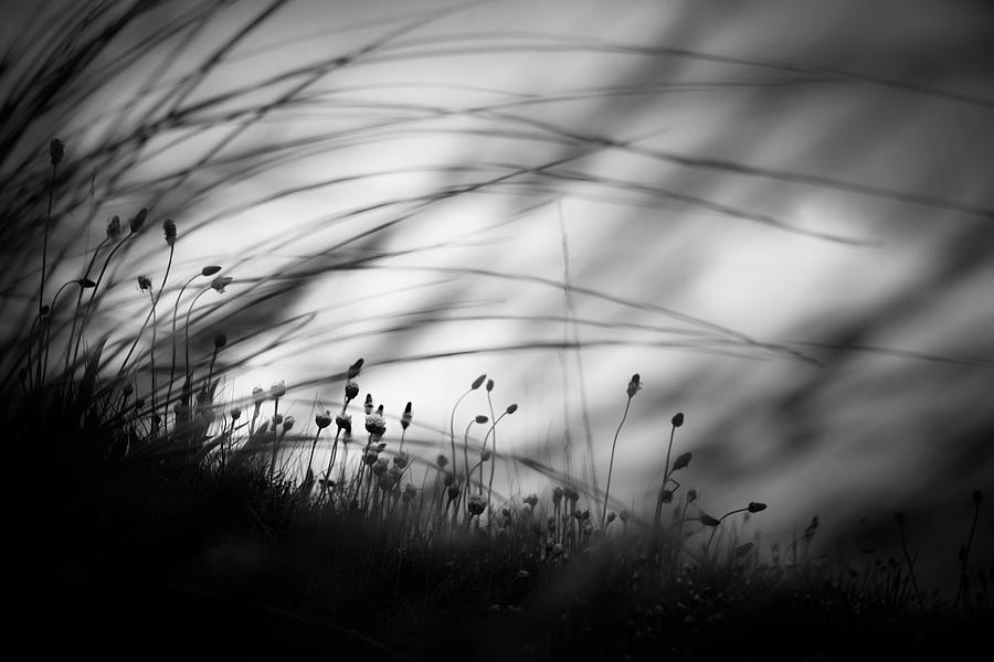 Summer Photograph - Wilderness by Dorit Fuhg