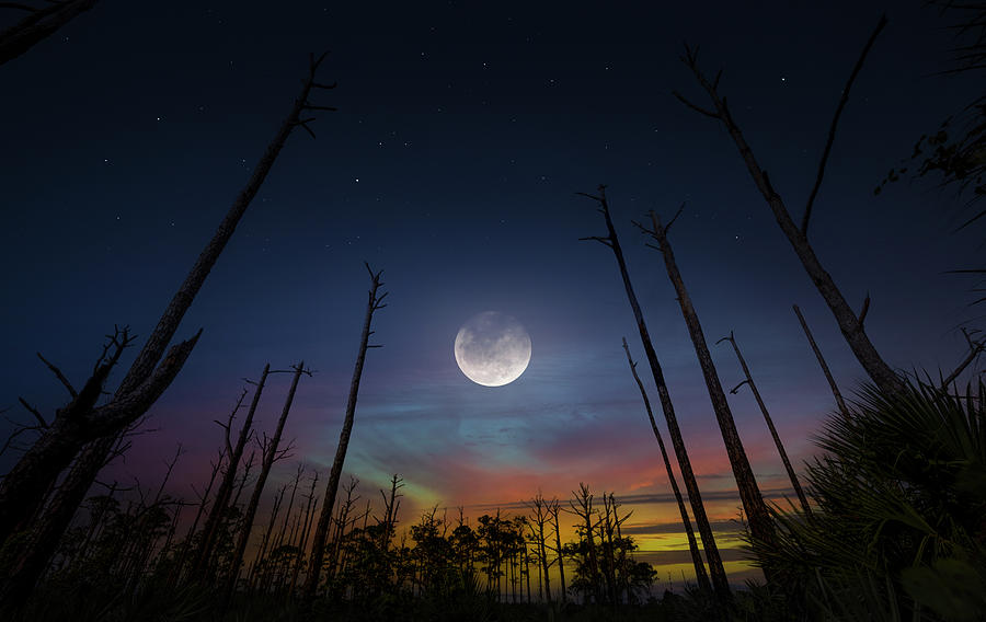 Wilderness Moon Photograph by Mark Andrew Thomas
