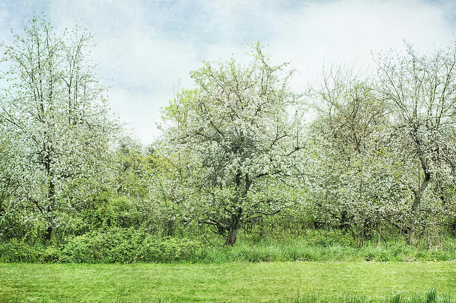 Wilderness Orchard Photograph by Kathi Mirto