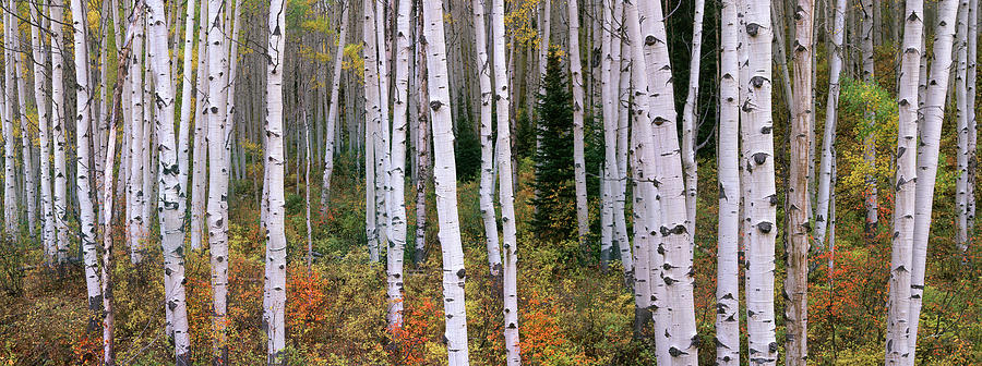 Wilderness Wonderland Photograph by Mike David - Fine Art America