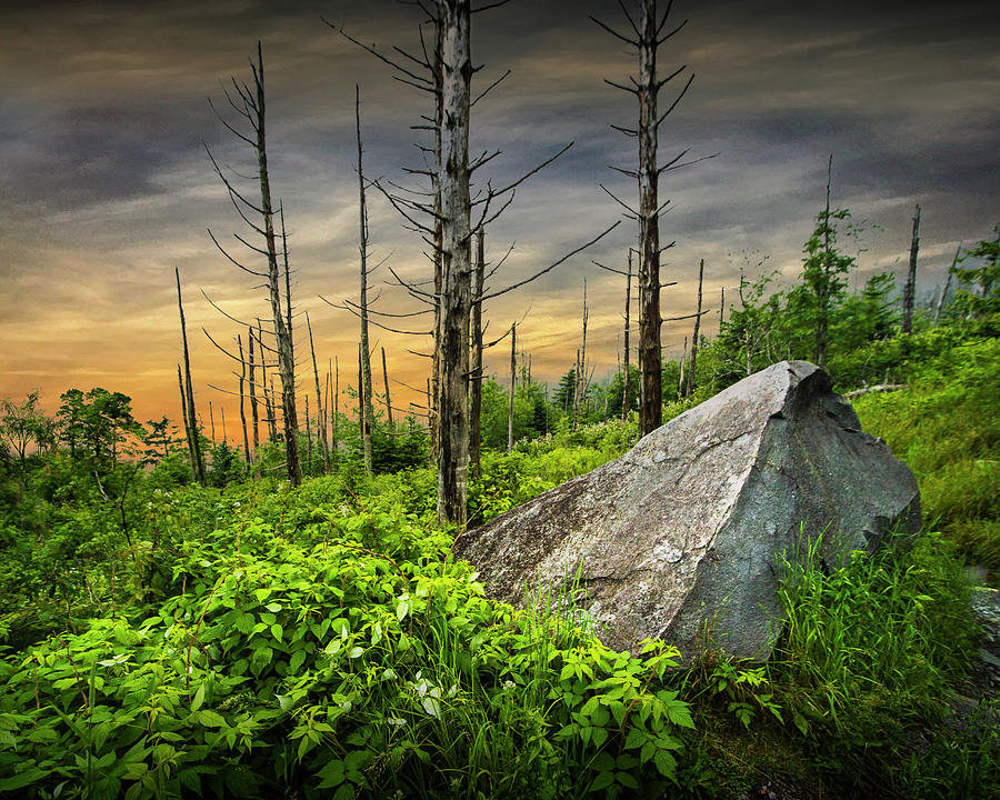 Wilderness Woodland in The Smoky Mountains Photograph by Randall Nyhof