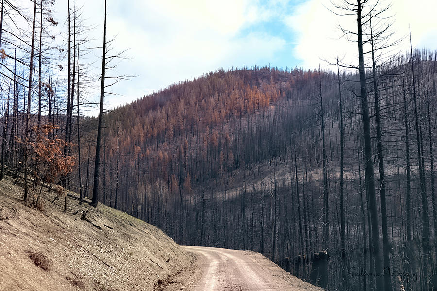 Wildfire Forest Road Photograph by Ian McAdie