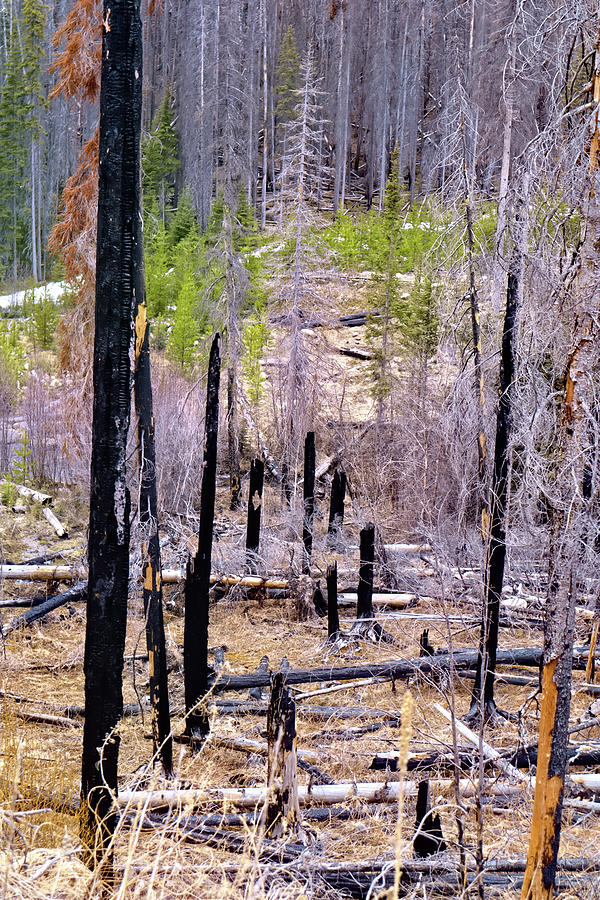 Wildfire Forest ReBirth Photograph by Ian McAdie