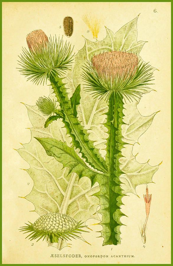 Wildflower 2 Pink Thistle Drawing by Lorena Cassady
