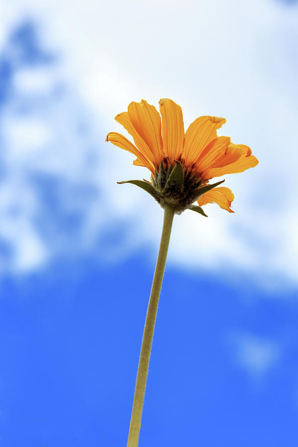 Wildflower Against The Sky Photograph by James Eddy
