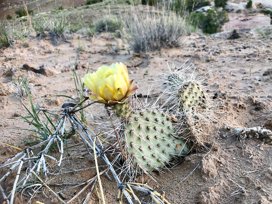 Wildflower and desert Photograph by WW News