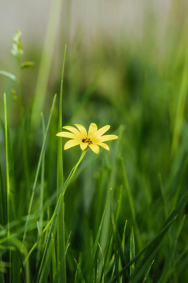 Wildflower Photograph