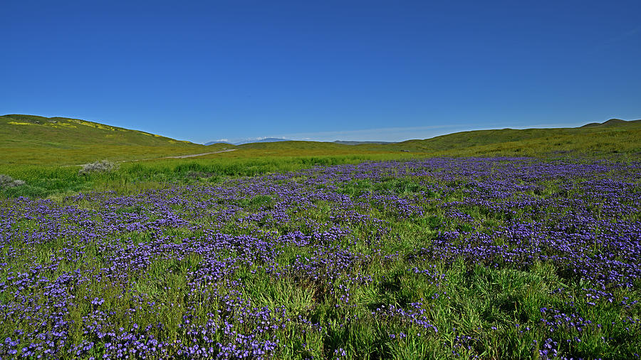 Wildflower at Carrizo Plain National Monument Photograph by Amazing Action Photo Video