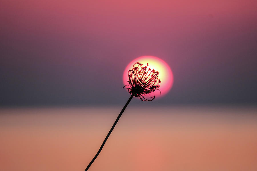 Wildflower Photograph - Wildflower at sunrise by Leigh Henningham Wildflower Photograph - Wildflower at sunrise by Leigh Henningham