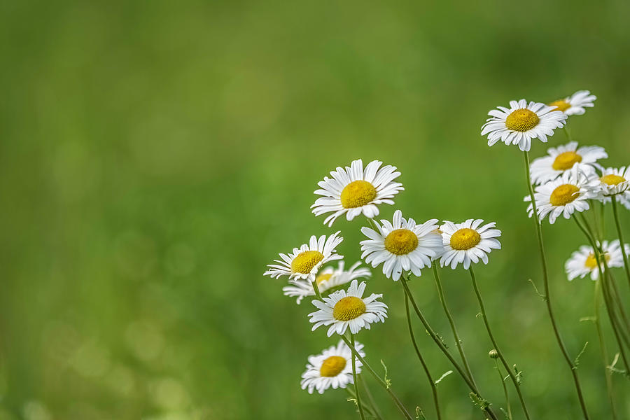 Daisy Photograph - Wildflower background with common daisies by Jackie Nix