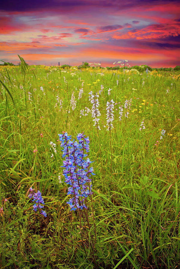 Wildflower Beauty at Dusk Photograph by Lynn Bauer