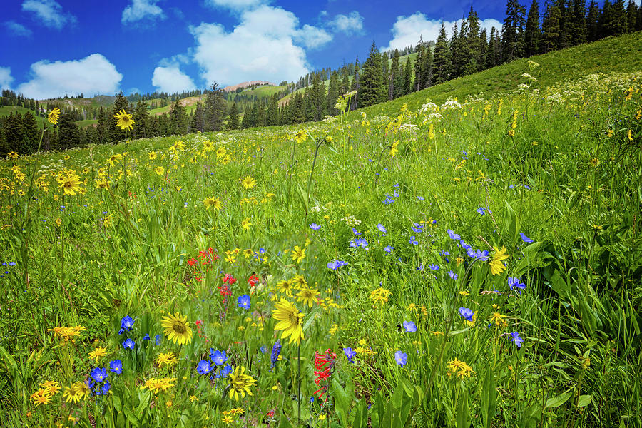 Wildflower Beauty in Colorados San Juans Photograph by Lynn Bauer