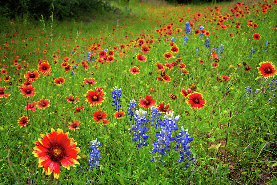 Wildflower Beauty in the Hill Country Photograph by Lynn Bauer