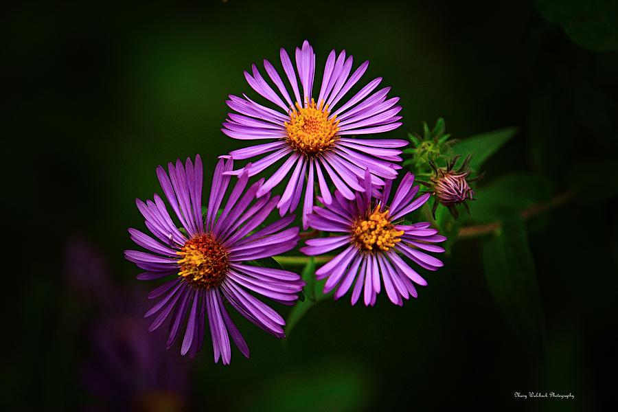 Wildflower Beauty Photograph by Mary Walchuck