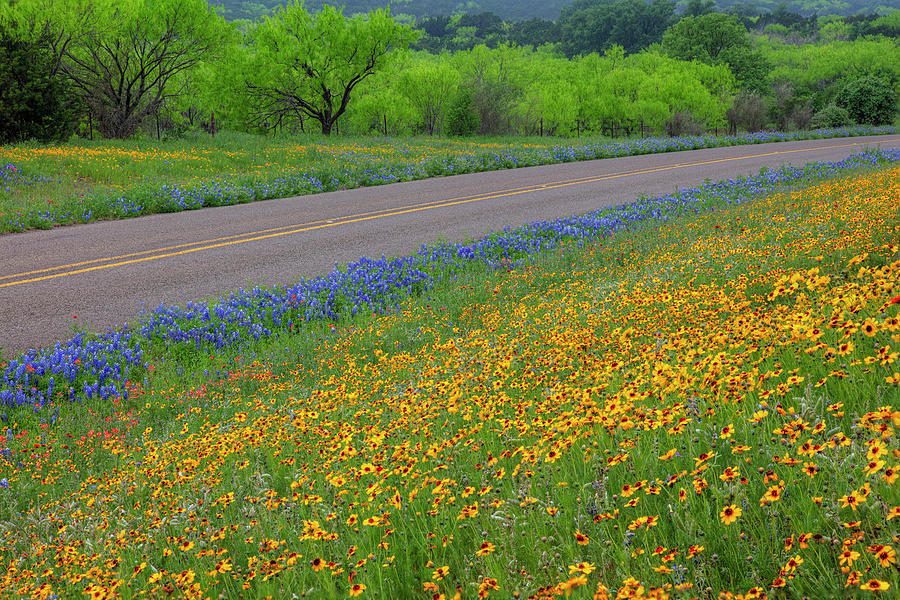 Wildflower Bloom Along A Texas Highway 1 Photograph