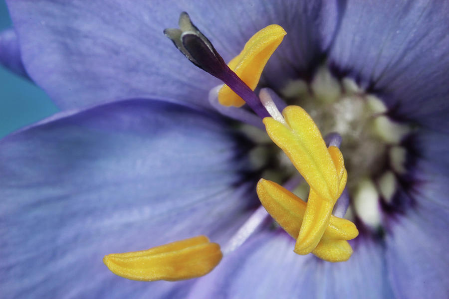 Wildflower Blue Photograph by Sharon Johnstone
