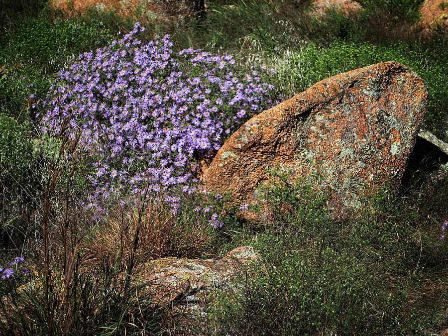 Wildflower Boulders Photograph