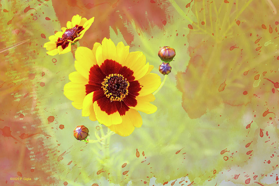 Coreopsis Color Burst Photograph by Paul Giglia