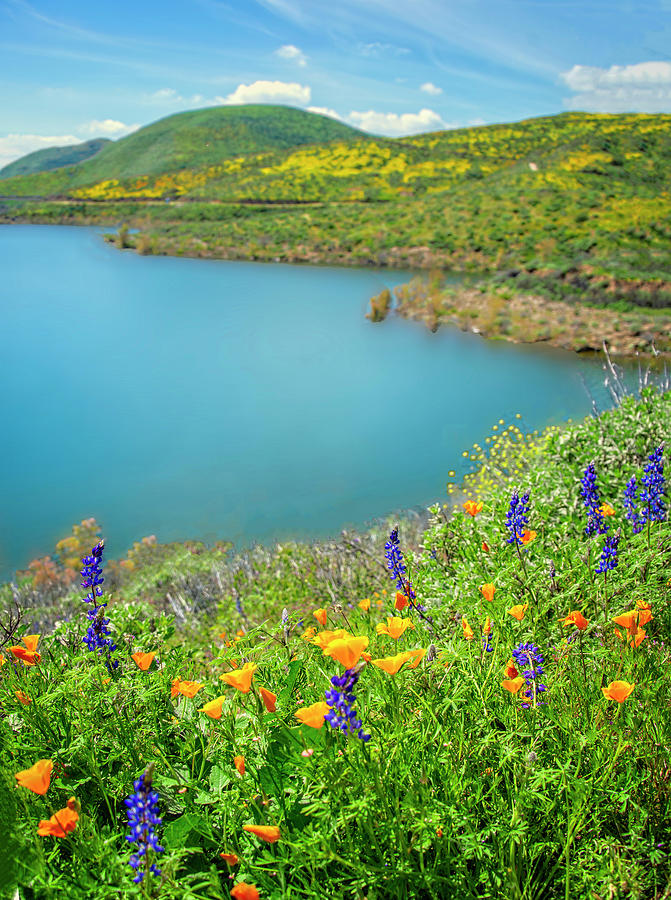 Wildflower Dream at Diamond Valley Lake Photograph by Lynn Bauer