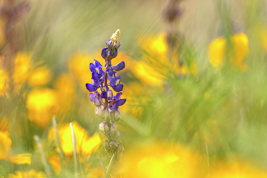 Wildflower Dreams Photograph by Sue Cullumber
